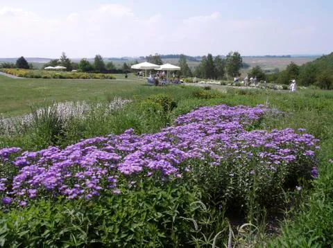 Flower aster asters bed beds blooming blossoms Stock Photos