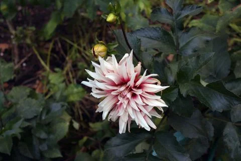 Flower an aster Stock-Fotos