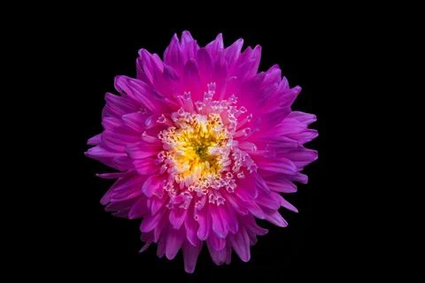A flower of aster Stock Photos