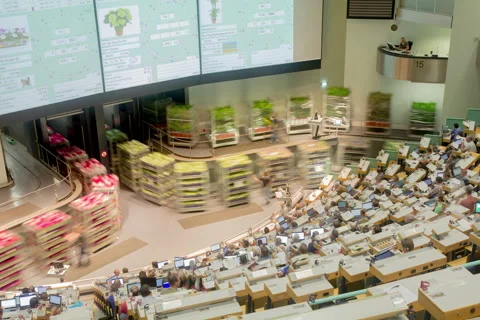 Flower auction Stock Footage 56252551