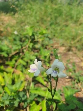 Flower auto focus trees fotage Stock Photos