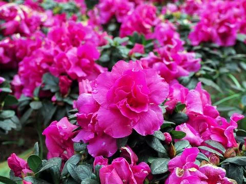 Flower of azalea close up, macro 스톡 사진