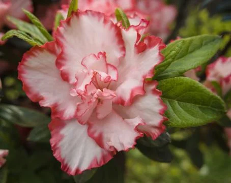 Flower of Azalea Stock Photos