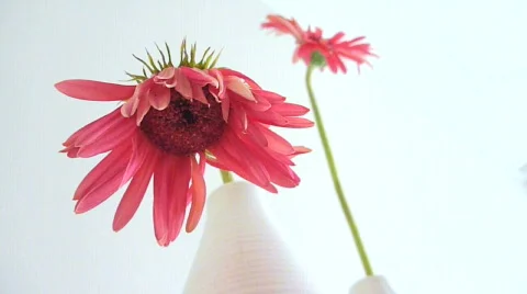 Flower Babies Stock Footage 760270