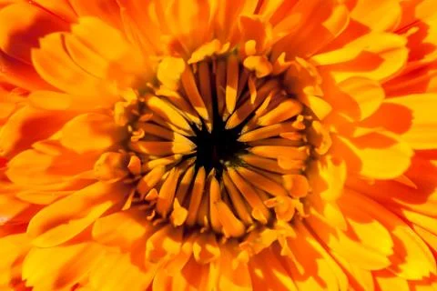 Flower Backdrop Stock Photos