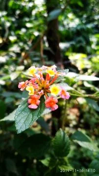 Flower backdrop Foto stock