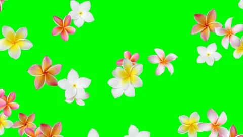Flower background animation (Frangipani,... | Stock Video | Pond5