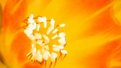 FLOWER BACKGROUND CINEMAGRAPH Stock Footage 127268716
