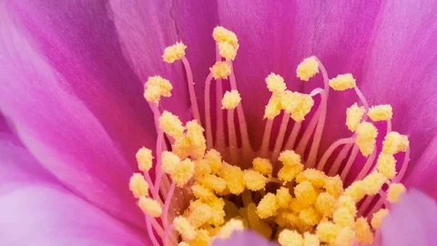 FLOWER BACKGROUND CINEMAGRAPH Stock Footage 127268730