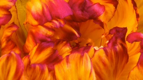 FLOWER BACKGROUND CINEMAGRAPH Stock Footage 127268791