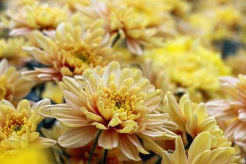 Flower background in close up Stock Photos