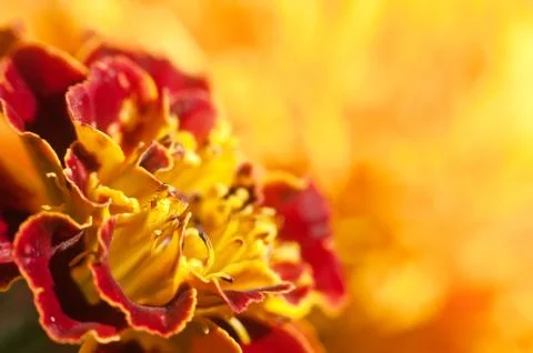 Flower background closeup Foto stock