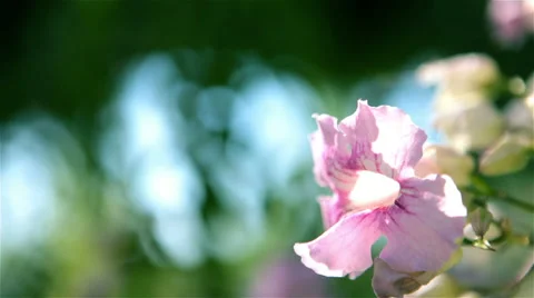 Flower background with copy space Video stock 41406014