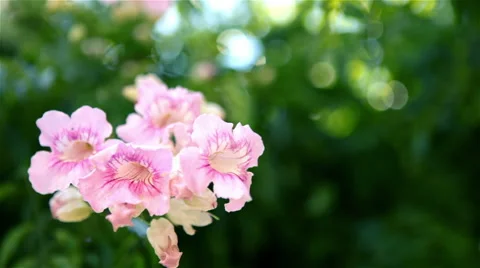 Flower background with copy space Stock Footage 41408265