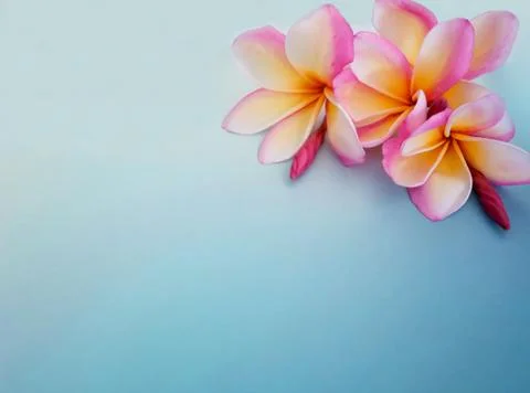 Flower background copy space Stock Photos