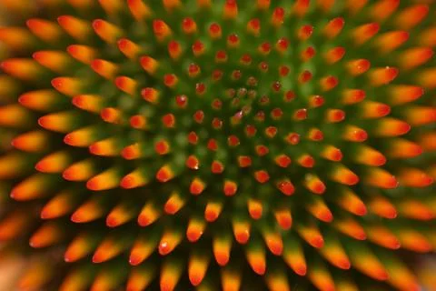 Flower background design pattern nature texture Stock Photos