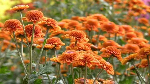 Flower background Video stock 549282