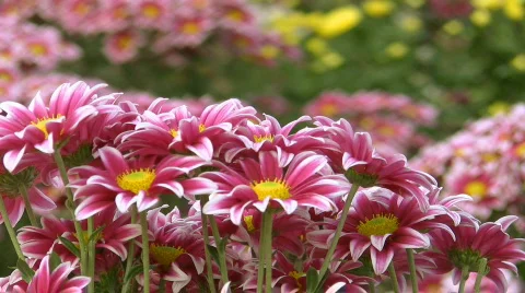 Flower background Video stock 549290