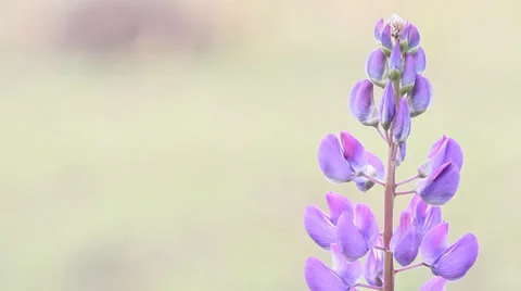 Flower Background Stock Footage 39384447