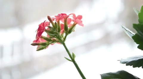 Flower On Background Stock-Footage 47032176