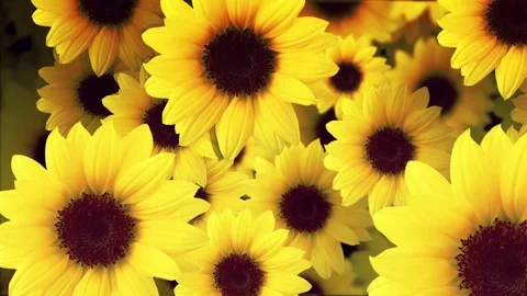 Flower background 스톡 동영상 70775689