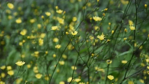 Flower background Stock Footage 132745109