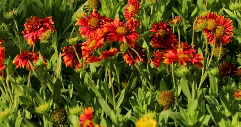 Flower background. Stock Footage 238753810