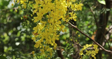 Flower background. Stock Footage 244049036