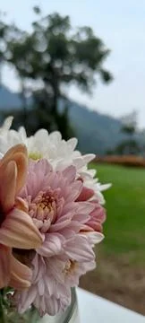 Flower Background image Stock-Fotos