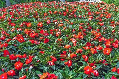 Flower Background Impatiens Stock Photos