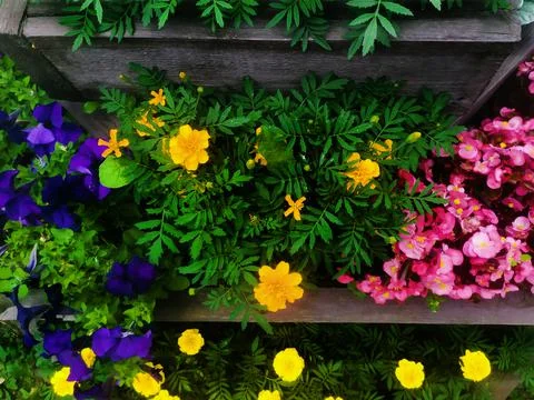 Flower background from a multi-level flowerbed Stock Photos