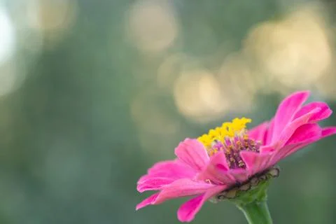 Flower as background or texture Stock Photos