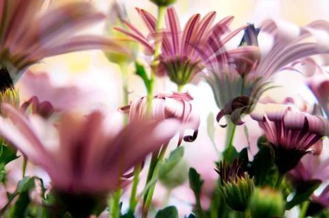 Flower background Stock Photos