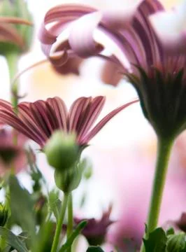 Flower background Stock-Fotos