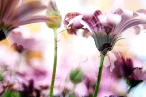 Flower background 스톡 사진