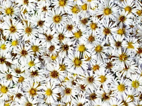 Flower background Stock Photos