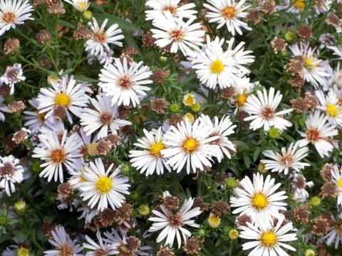 Flower background Stock Photos