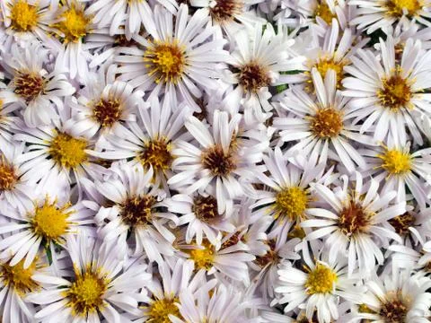 Flower background Stock Photos