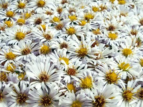 Flower background Stock Photos