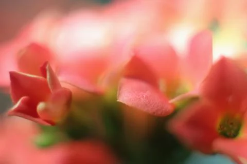 Flower background Stock Photos