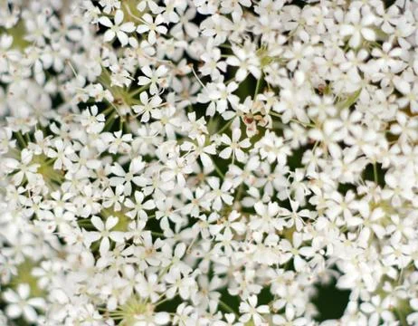 Flower background Stock Photos