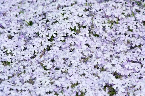 Flower background Stock Photos