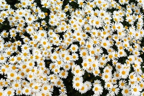 Flower background Stock Photos