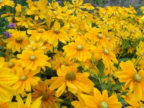 Flower background Stock Photos