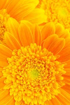 Flower background Stock Photos