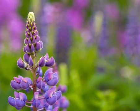 Flower background Stock Photos