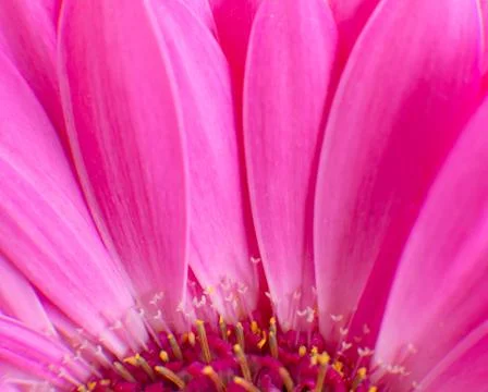 Flower background Stock Photos