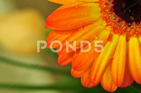 Flower background Stock Photos