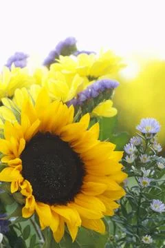 Flower background Stock Photos