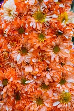 Flower background Stock Photos